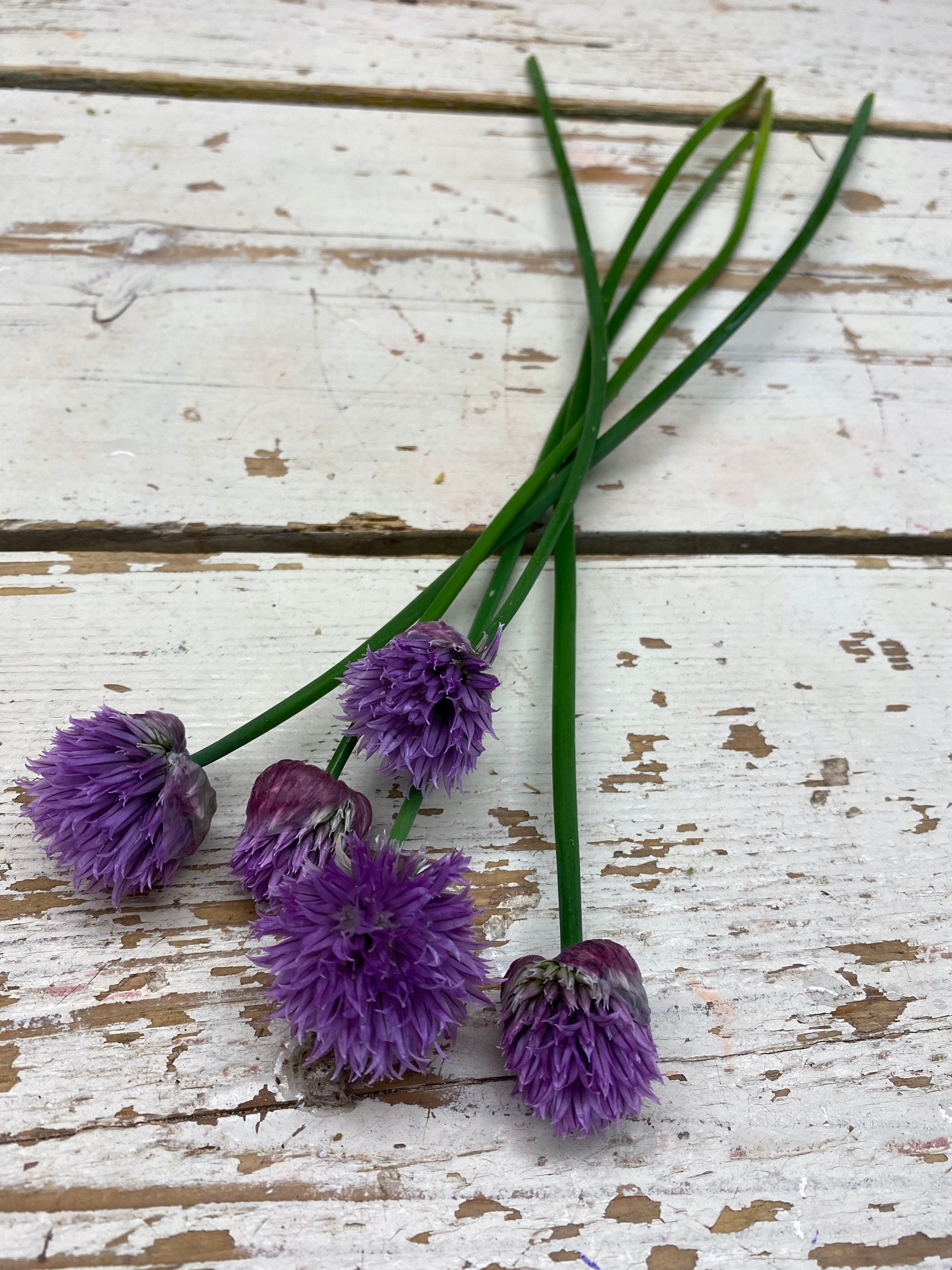 Bieslook bloem, Allium schoenoprasum paars, per stuk