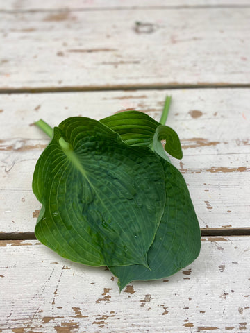 Hosta blad