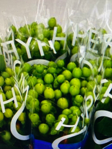 Hypericum tak / steel