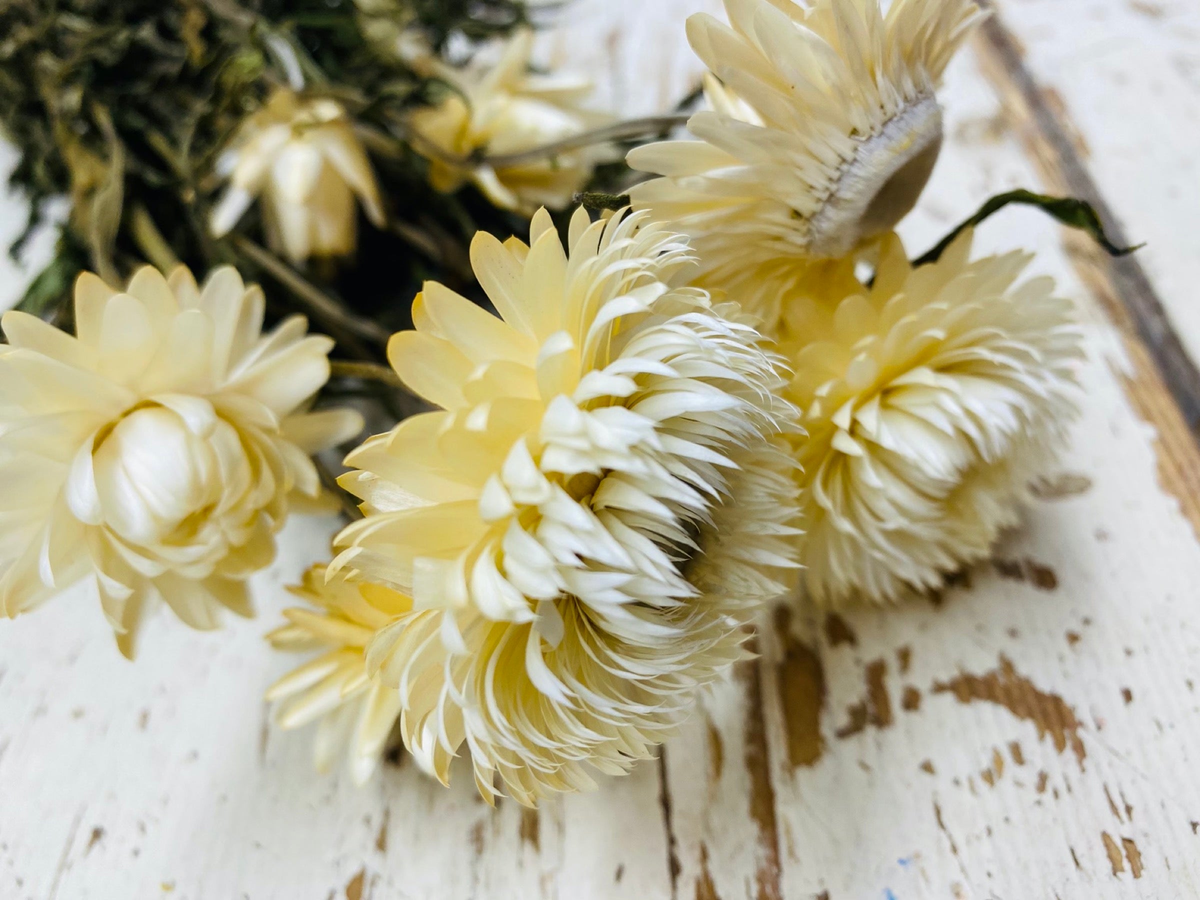 Helicrysum, droogbloem per bloem, gemengde kleuren