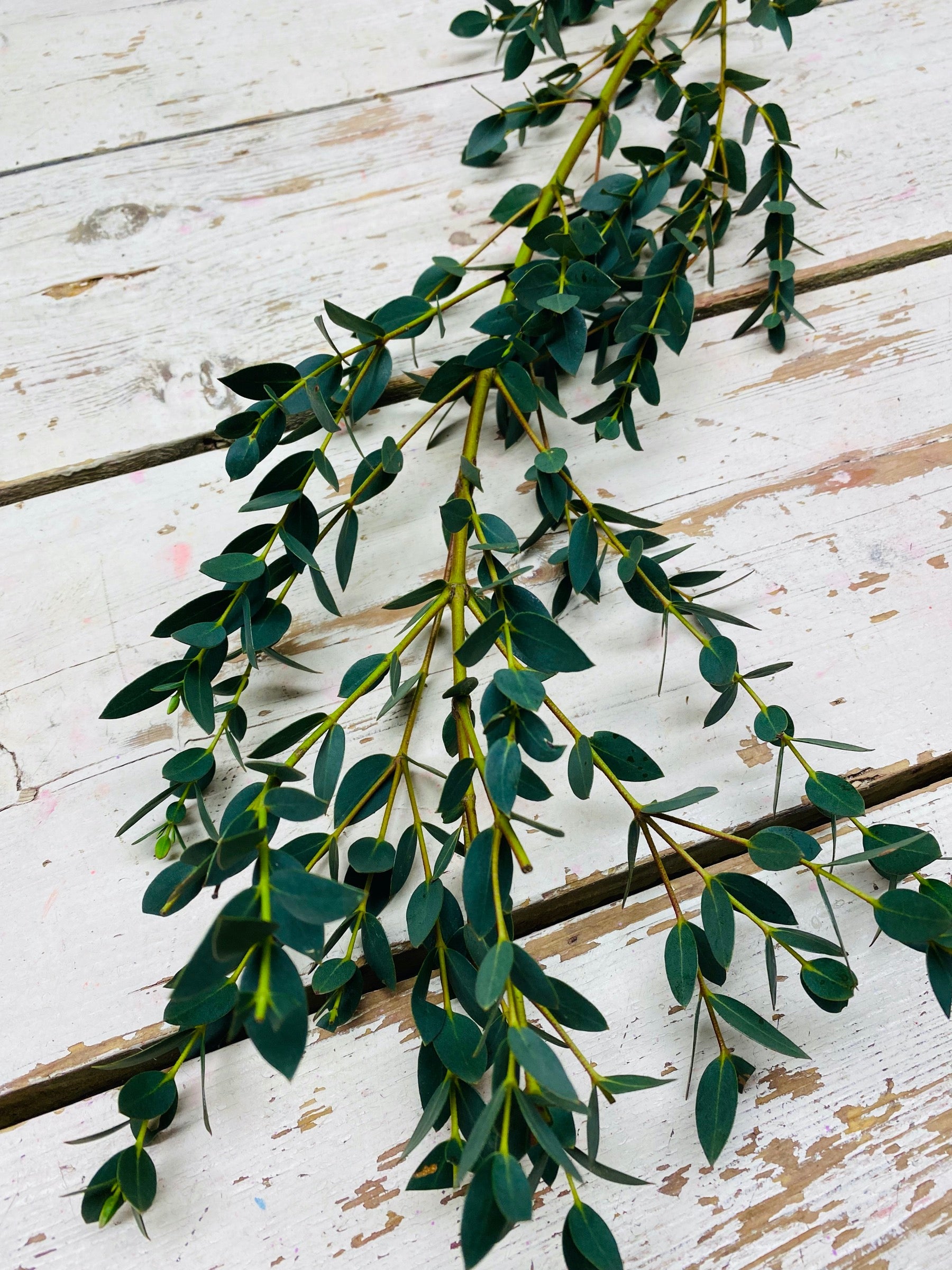 bos Eucalyptus Parvifolia, (hele fijne Eucalyptus) per 20 tot 25 korte stelen.