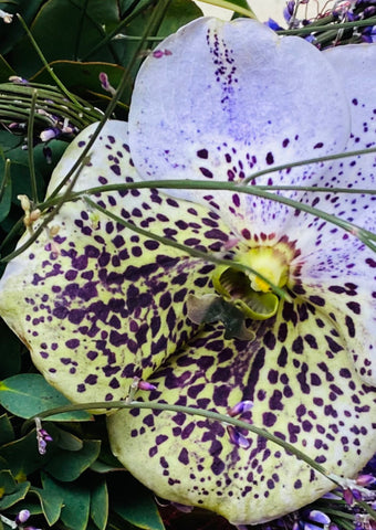 Vanda, Di Seash Honey, lila/wit/licht groen gespikkeld, per bloem