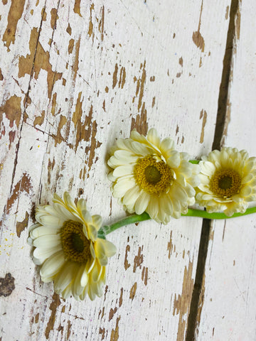 Germini, Gerbera, piccolini, wit / creme, per stuk