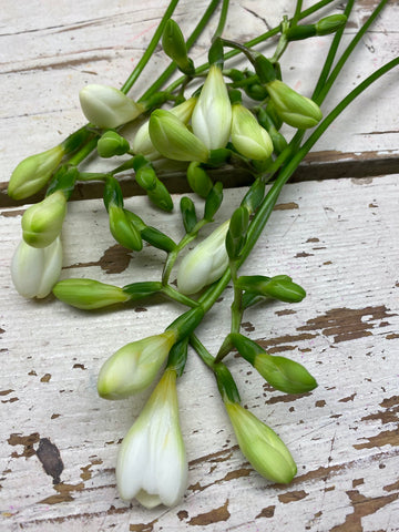 Freesia, wit, per 10 stuks