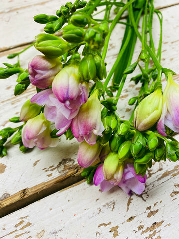 Freesia, roze, per 5 stuks