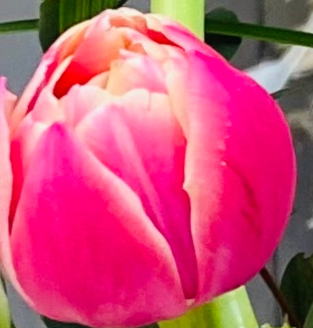 Tulp, dubbele, fel roze met beetje wit, per 5 stuks