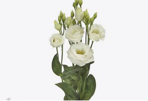 Eustoma, wit, per steel