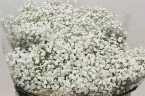 Gipskruid Gypsophila wit per 5 takken